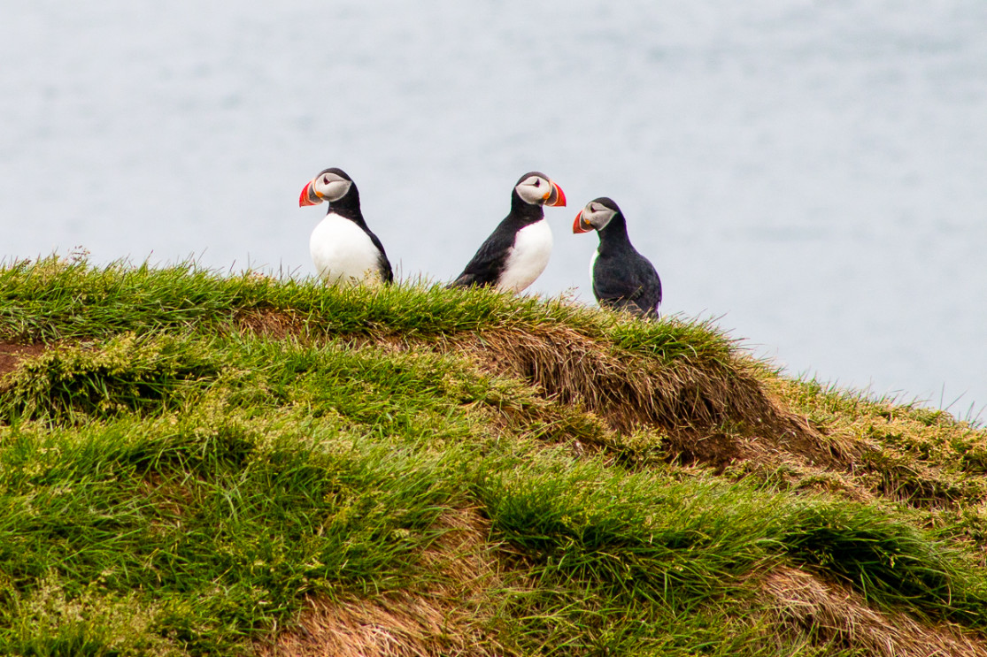 Macareux à Latrabjarg