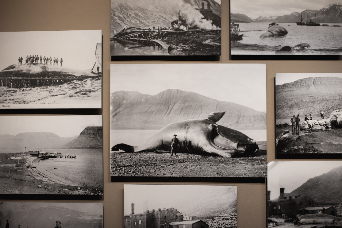 L'histoire du Husavik Whale Museum