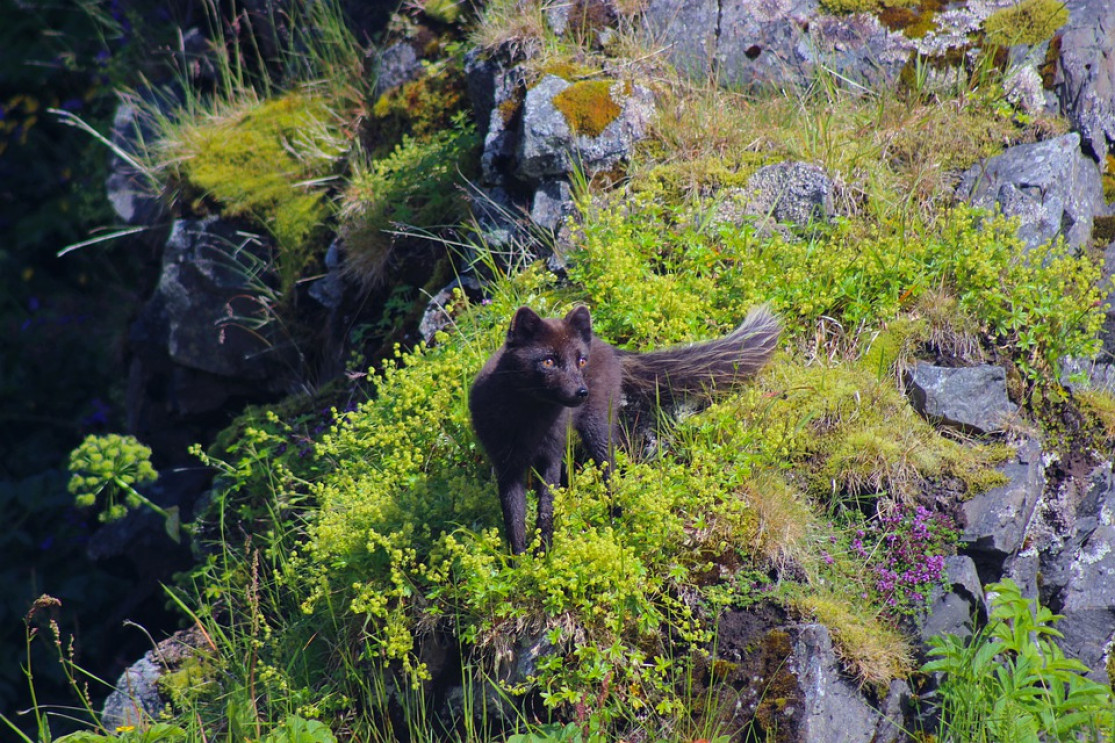 Renard polaire en Islande