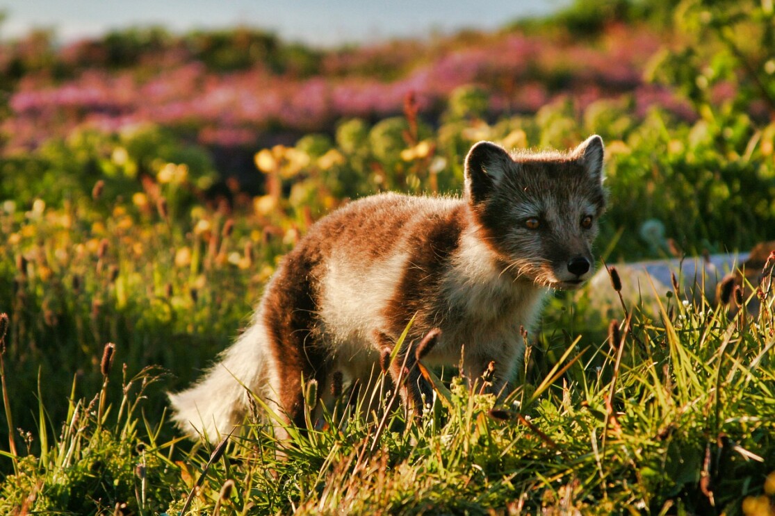 Arctic fox Iceland