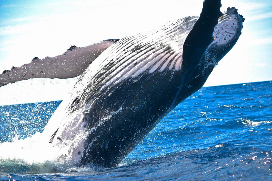 Baleine d'Islande